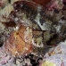 scorpionfish_leaf_mr_h_0018_yap0022.jpg